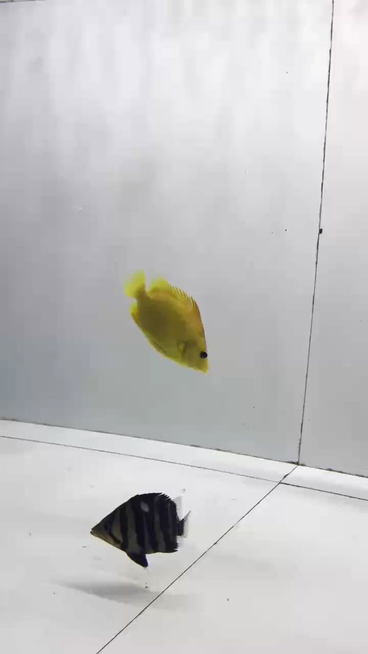 變異虎有喜歡虎魚的，點贊收藏。
