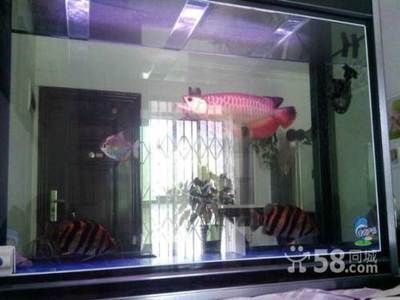 一條成年紅龍魚多少錢?。撼赡昙t龍魚的價格因各種因素差異較大