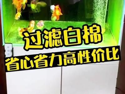 魚缸里的玻璃環是什么東西（魚缸中的玻璃環是啥東西）