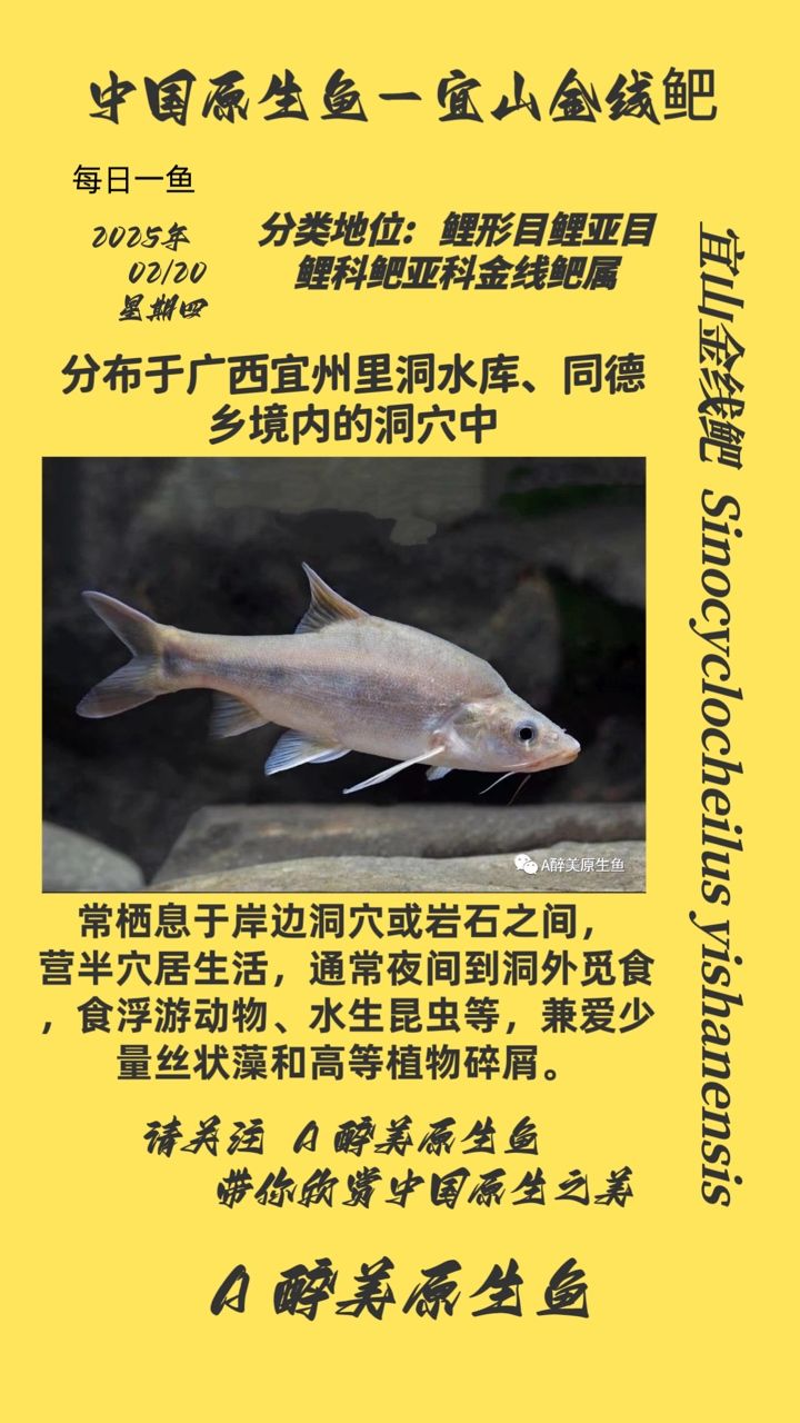 宜山金線鲃