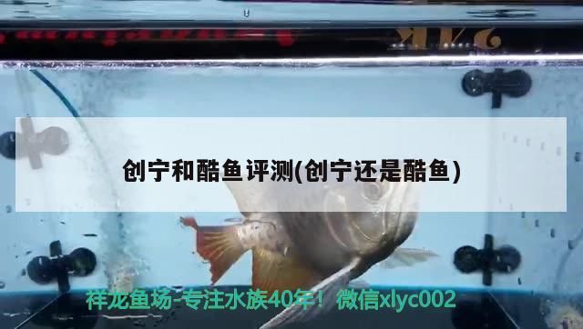創寧和酷魚評測(創寧還是酷魚)