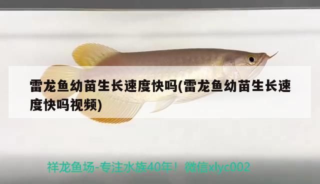 雷龍魚幼苗生長速度快嗎(雷龍魚幼苗生長速度快嗎視頻)