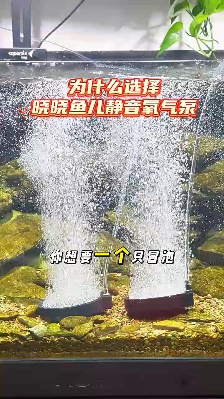 你想要一個(gè)只冒泡不出聲的氧氣泵嗎？ 你想要一個(gè)只冒泡不出聲的氧氣泵嗎？ 龍魚論壇