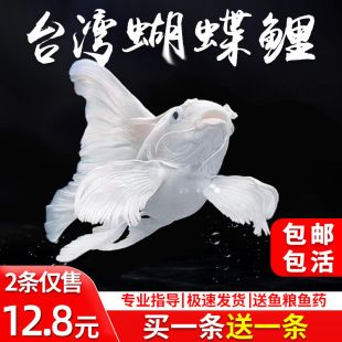 蝴蝶鯉苗10元一只（10元/尾蝴蝶鯉苗價格結(jié)合搜索結(jié)果信息分析）