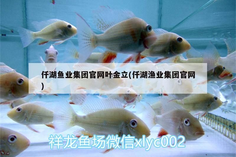 仟湖魚業集團官網葉金立(仟湖漁業集團官網)