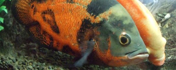 魚缸就養一條金龍魚好嗎視頻：獨魚之境，魚缸中一條金龍魚的優劣思辨