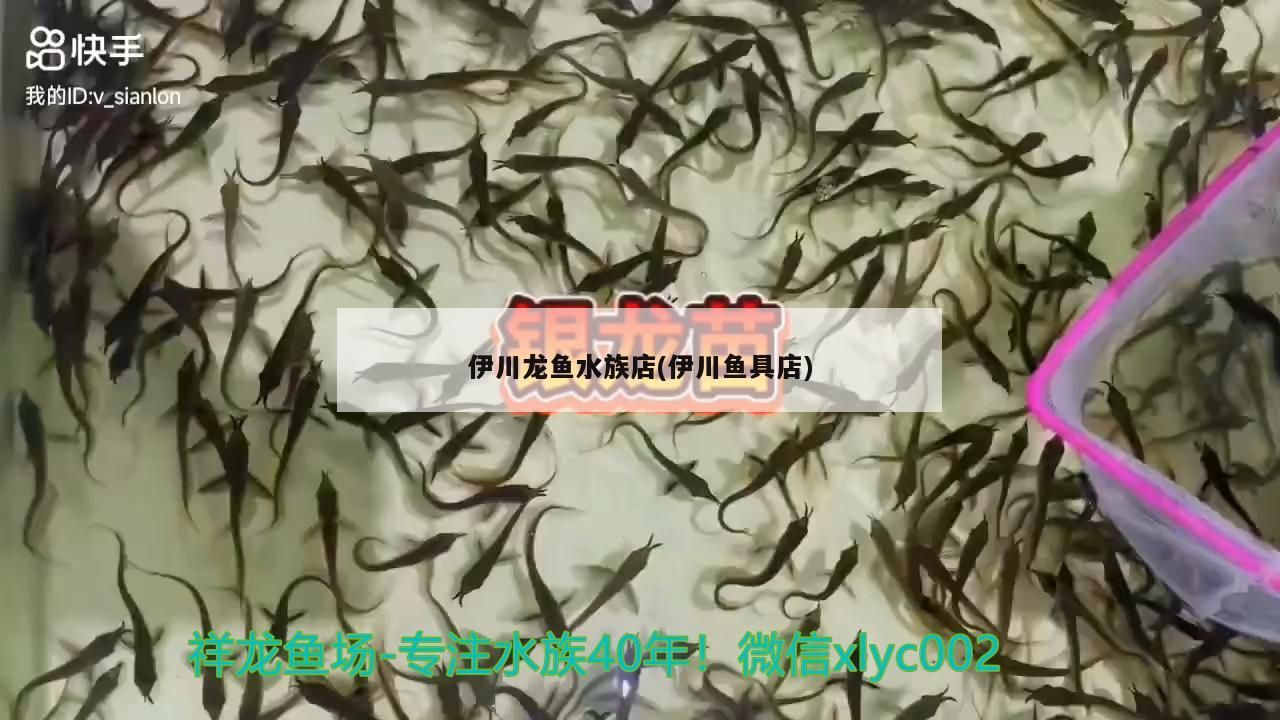 伊川龍魚水族店(伊川魚具店)