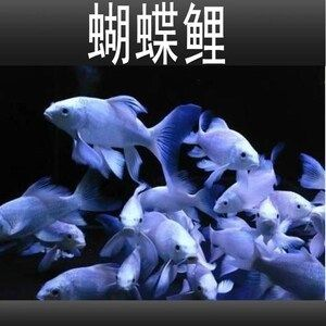 哪里能買到正宗蝴蝶鯉魚苗（正宗蝴蝶鯉魚苗價格）