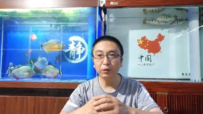 蝴蝶鯉為什么要短身（蝴蝶鯉的短身特征主要源于其飼養便利性、健康需求及市場改良需求） 蝴蝶鯉為什么要短身（蝴蝶鯉的短身特征主要源于其飼養便利性、健康需求及市場改良需求） 蝴蝶鯉百科 第1張