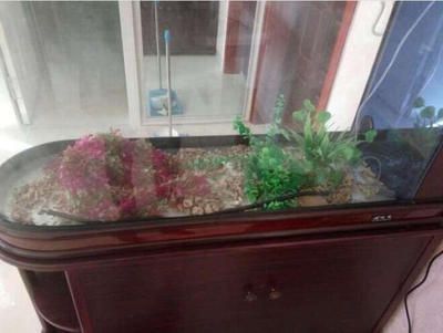 魚好好的突然死亡是什么原因？全面解析與預防措施
