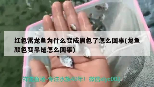 龍魚(yú)變黑怎么回事vs祥龍魚(yú)場(chǎng)：如何預(yù)防龍魚(yú)變黑，祥龍魚(yú)場(chǎng)的龍魚(yú)品種，龍魚(yú)變黑后的處理方法