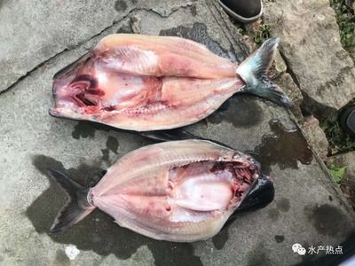 魚還剩一口氣兒怎么救？急救指南與預防措施