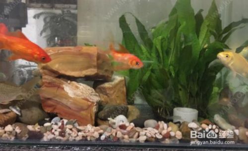 保定市二手魚缸轉讓信息（保定市二手魚缸轉讓信息最新）