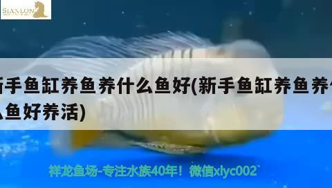 新手魚缸養(yǎng)魚養(yǎng)什么魚好(新手魚缸養(yǎng)魚養(yǎng)什么魚好養(yǎng)活)