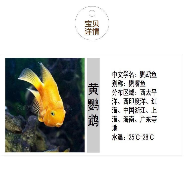 元寶鳳凰魚免疫增強食譜：元寶鳳凰魚免疫增強食譜元寶鳳凰魚免疫增強秘訣