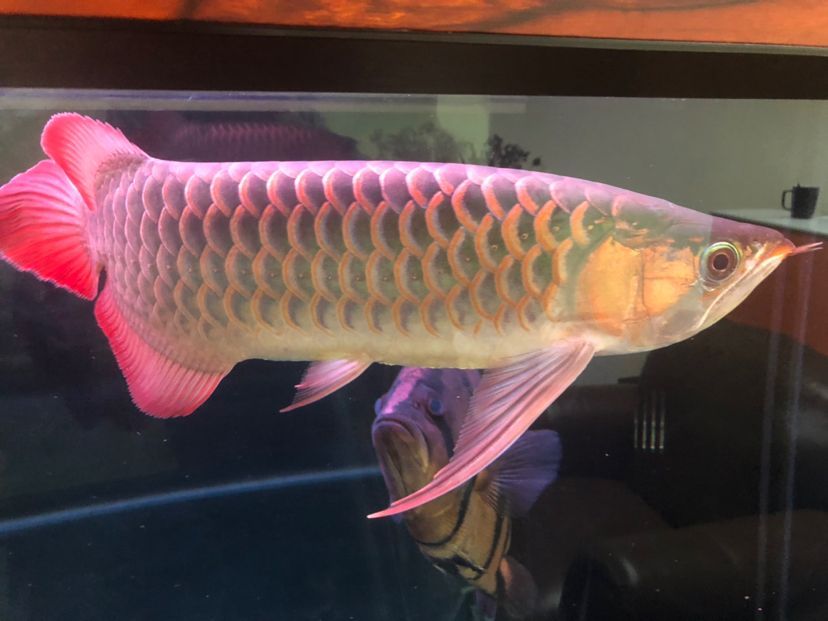 孟吉爾紅龍
