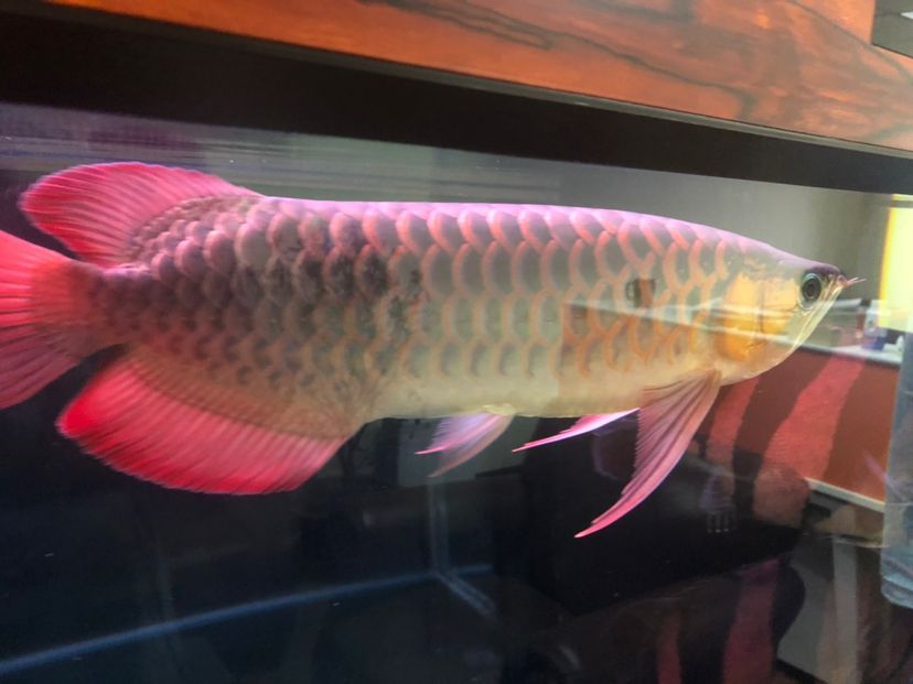 孟吉爾紅龍 孟吉爾紅龍 廣州孟吉爾 第5張