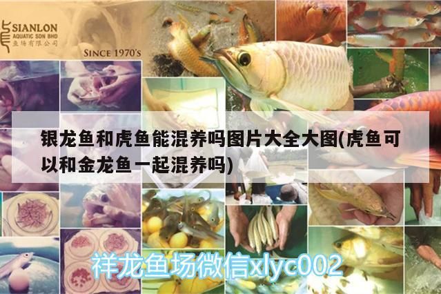 銀龍魚和虎魚能混養嗎圖片大全大圖(虎魚可以和金龍魚一起混養嗎)