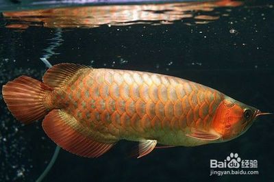 如何鑒別過背金龍魚品種：過背金龍魚品種鑒賞技巧：過背金龍魚品種鑒賞技巧