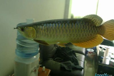 如何鑒別過背金龍魚品種：過背金龍魚品種鑒賞技巧：過背金龍魚品種鑒賞技巧