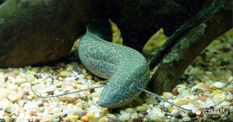 魚缸最建議的三個(gè)牌子，打造完美水族世界的首選品牌 魚缸最建議的三個(gè)牌子，打造完美水族世界的首選品牌 龍魚百科 第3張