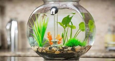 關于觀賞魚的說說短句（關于觀賞魚的一些說說短句）