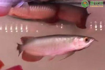關于觀賞魚的說說短句（關于觀賞魚的一些說說短句）