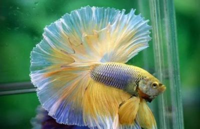 關于觀賞魚的說說短句（關于觀賞魚的一些說說短句）