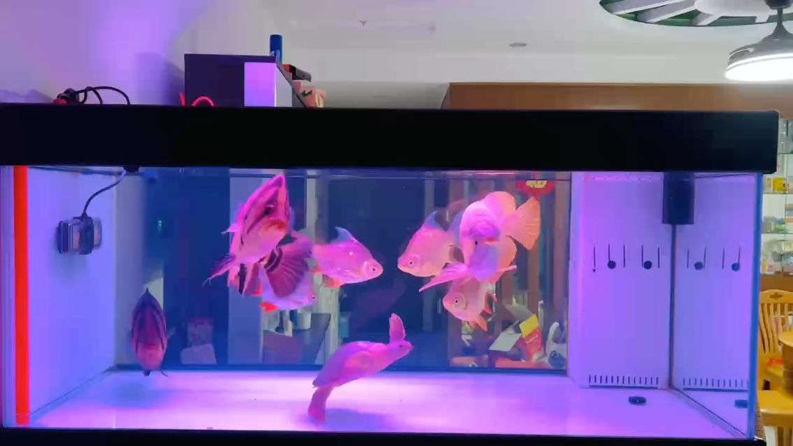 飽飯,品茶,賞魚 龍魚論壇 第1張 飽飯,品茶,賞魚 飽飯,品茶,賞魚 龍魚論壇 第1張