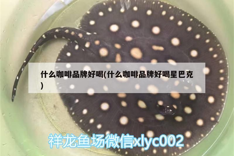 什么咖啡品牌好喝(什么咖啡品牌好喝星巴克)