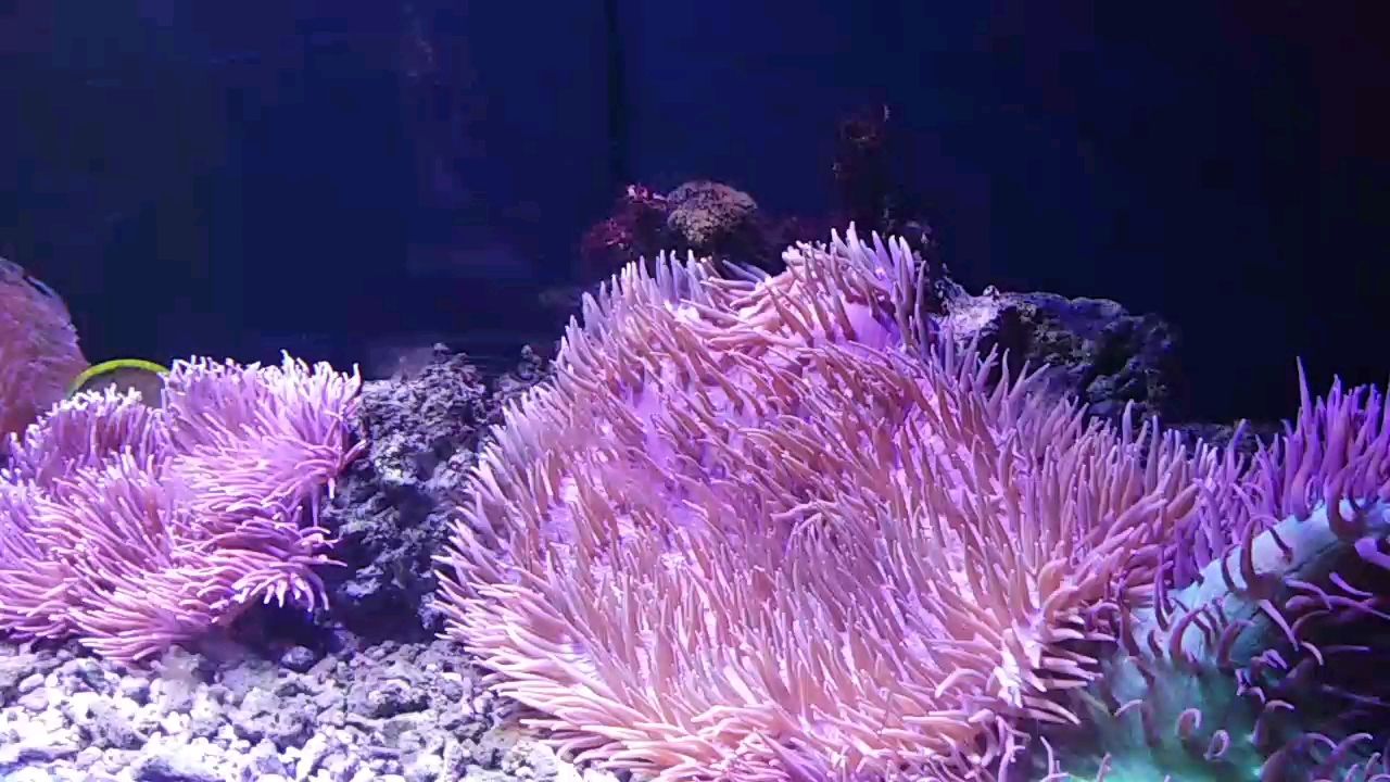 陪一缸有緣魚