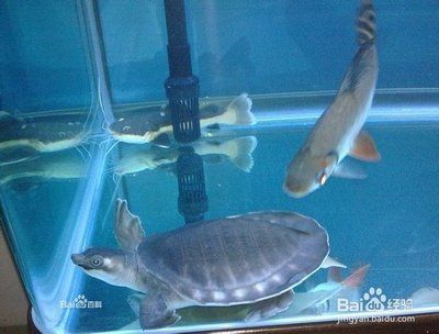 豬鼻龜適應的水溫是多少：豬鼻龜適應多少度水溫