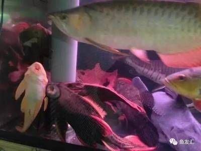 幼小龍魚吃東西多少時間喂食：探秘幼小龍魚進食之奧秘