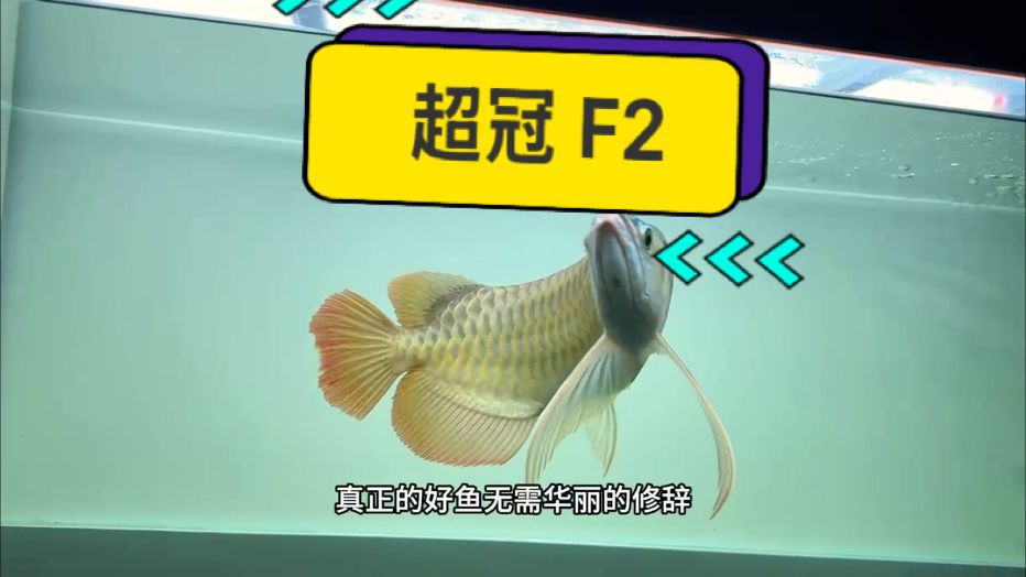 萬(wàn)隆天王超冠f2：真真正正的古老血統(tǒng)紅龍魚(yú)～ 保留了原始血統(tǒng)紅龍魚(yú)的碩大骨骼！ 粗壯的鯁骨配合老板型翹頭，雄赳赳，氣昂昂！ 把龍魚(yú)的英姿霸氣表現(xiàn)的淋漓盡致????