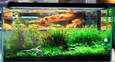 魚缸彩繪圖片大全（魚缸彩繪圖片大全大圖）