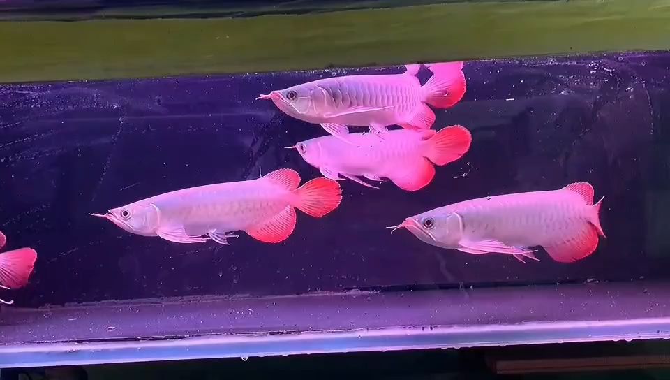 26-28CM紅龍魚批發