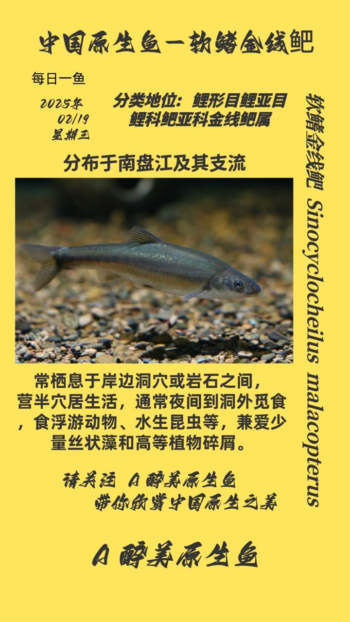 軟鰭金線鲃