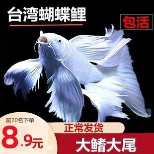 短身蝴蝶鯉魚苗圖片（關于短身蝴蝶鯉魚苗的圖片信息）