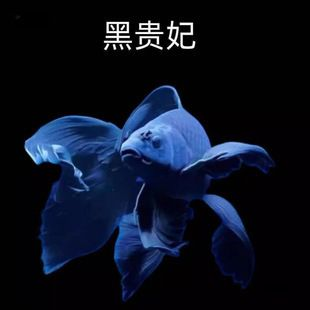 短身蝴蝶鯉魚苗圖片(關(guān)于短身蝴蝶鯉魚苗的圖片信息) 蝴蝶鯉百科 第2張 短身蝴蝶鯉魚苗圖片(關(guān)于短身蝴蝶鯉魚苗的圖片信息) 短身蝴蝶鯉魚苗圖片(關(guān)于短身蝴蝶鯉魚苗的圖片信息) 蝴蝶鯉百科 第2張