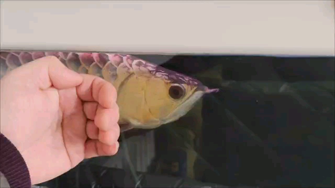 龍吟