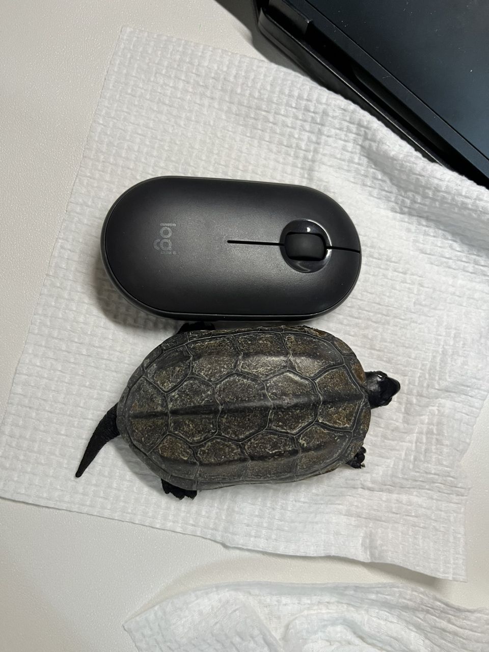 修長甲小掌墨
