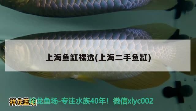 上海魚缸裸選(上海二手魚缸)