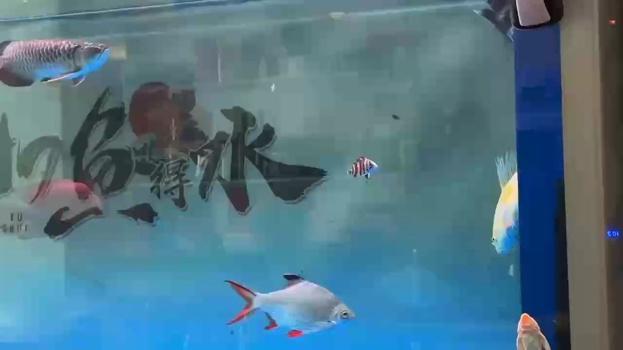 敢游這么高的小腦斧、