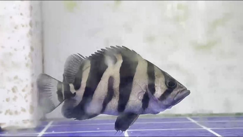 粗刀紋特色小虎魚，2024年1月27日購入。 一年時間，從2cm的瓜苗長到現在13cm左右，期待繼續成長