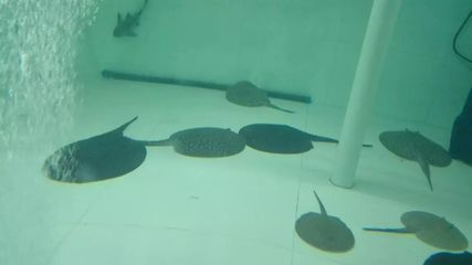 魟魚繁殖技術：幼魚的繁殖技術