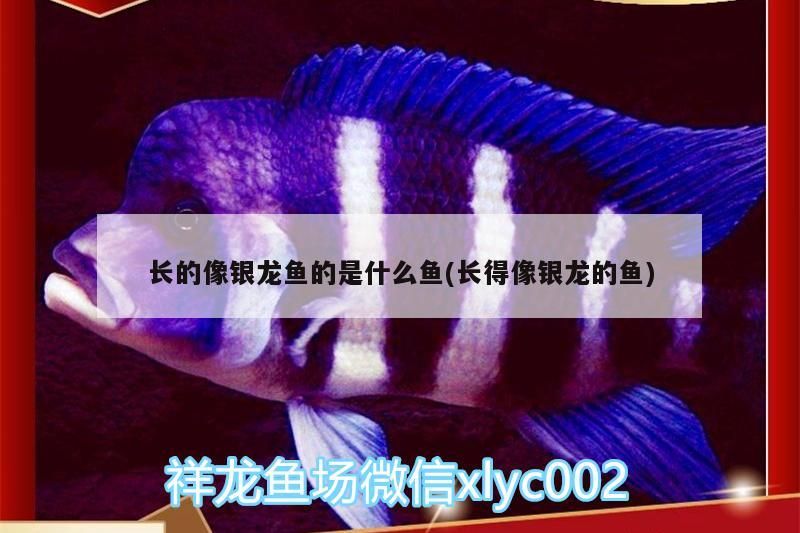 長的像銀龍魚的是什么魚(長得像銀龍的魚)