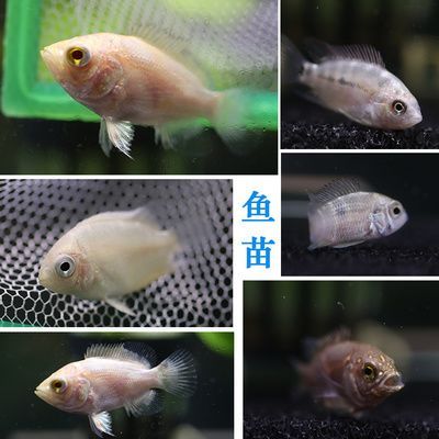 黑白皇冠魚怎么養（皇冠魚的歷史起源及種類）