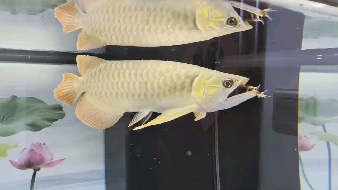 又干了一個