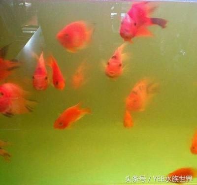 比較大的觀賞魚（什么是大型觀賞魚） 比較大的觀賞魚（什么是大型觀賞魚） 可麗愛魚缸 第1張