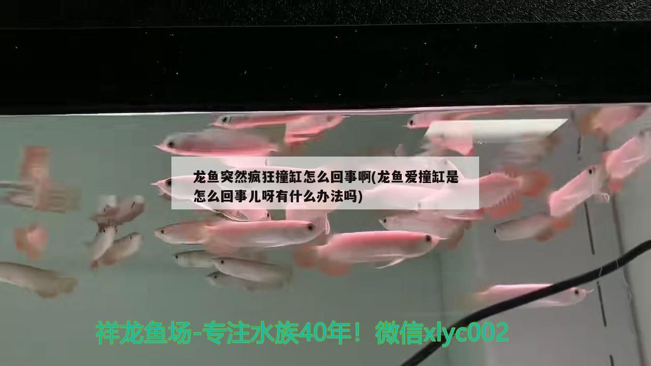 龍魚突然瘋狂撞缸怎么回事啊(龍魚愛(ài)撞缸是怎么回事兒呀有什么辦法嗎)